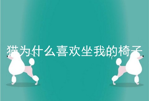 猫为什么喜欢坐我的椅子