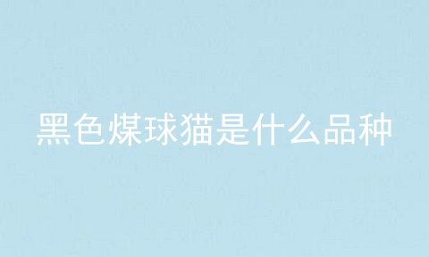 黑色煤球猫是什么品种