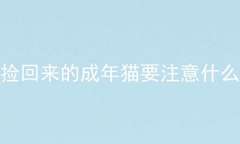 捡回来的成年猫要注意什么