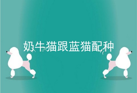 奶牛猫跟蓝猫配种