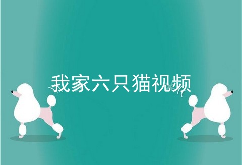 我家六只猫视频