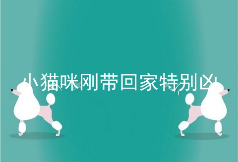 小猫咪刚带回家特别凶