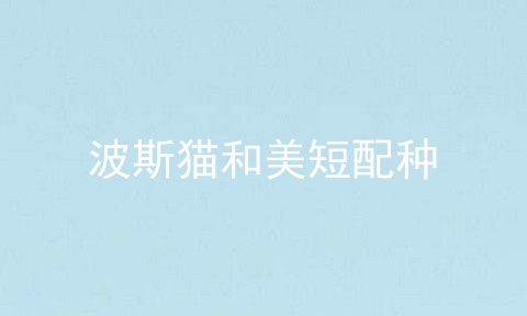 波斯猫和美短配种