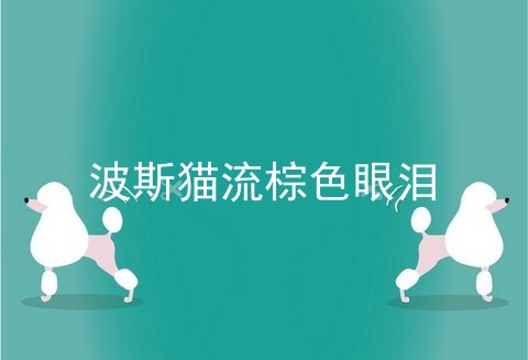 波斯猫流棕色眼泪