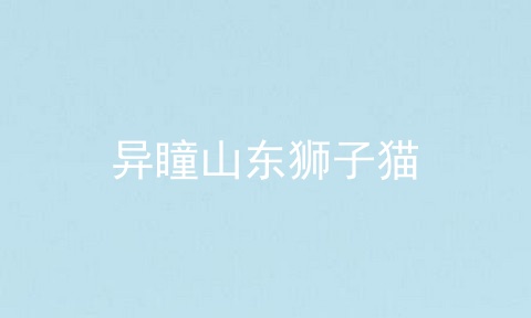异瞳山东狮子猫