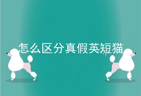 怎么区分真假英短猫