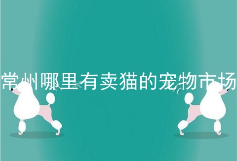 常州哪里有卖猫的宠物市场