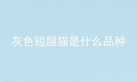 灰色短腿猫是什么品种