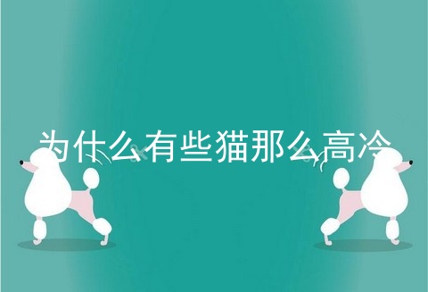 为什么有些猫那么高冷