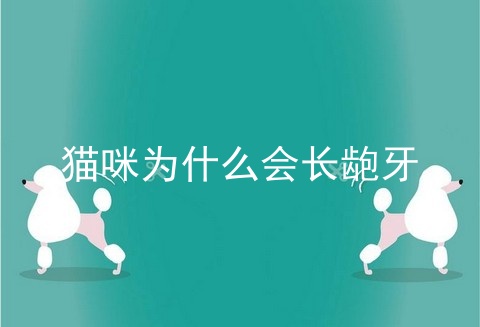 猫咪为什么会长龅牙