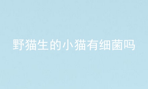 野猫生的小猫有细菌吗
