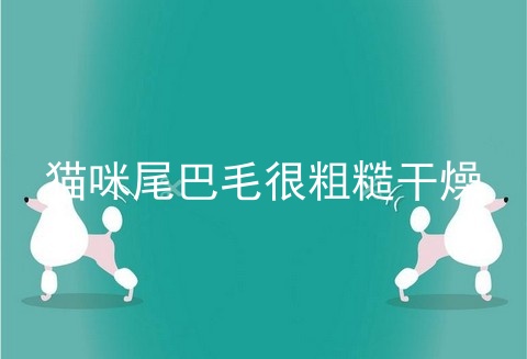 猫咪尾巴毛很粗糙干燥