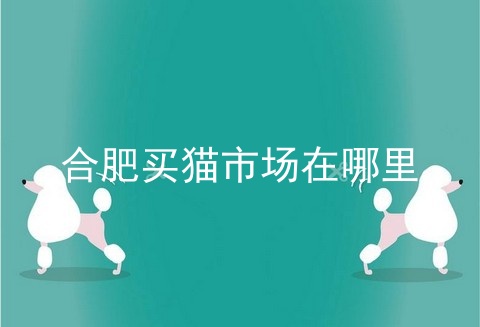合肥买猫市场在哪里