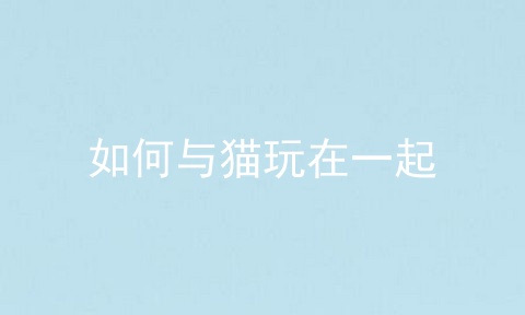 如何与猫玩在一起