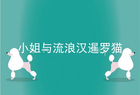 小姐与流浪汉暹罗猫