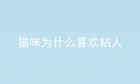 猫咪为什么喜欢粘人