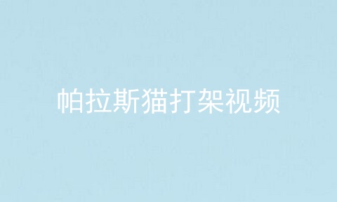帕拉斯猫打架视频