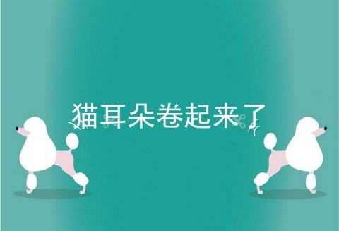 猫耳朵卷起来了