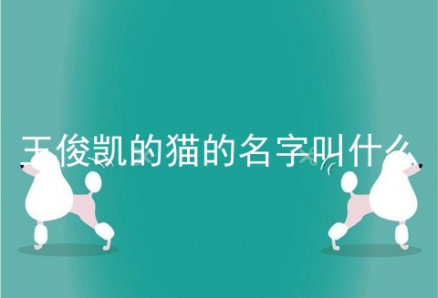 王俊凯的猫的名字叫什么