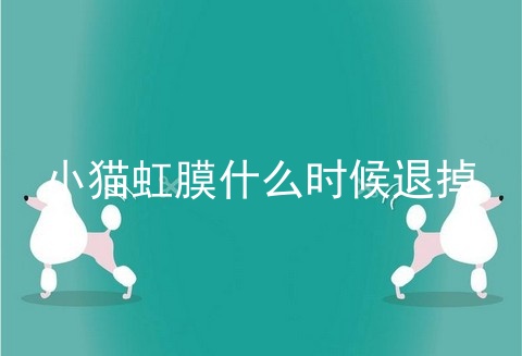小猫虹膜什么时候退掉