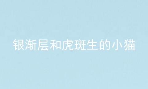 银渐层和虎斑生的小猫