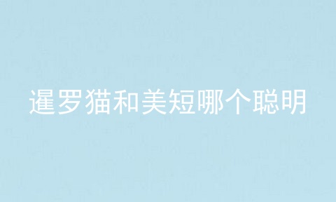 暹罗猫和美短哪个聪明