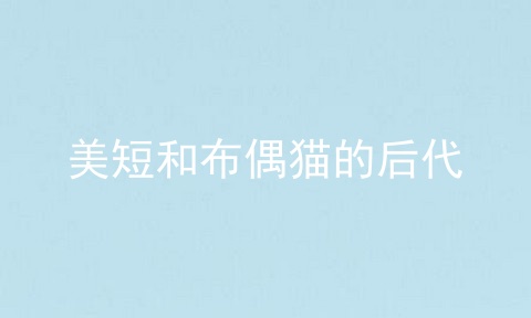 美短和布偶猫的后代