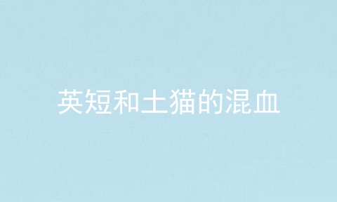 英短和土猫的混血
