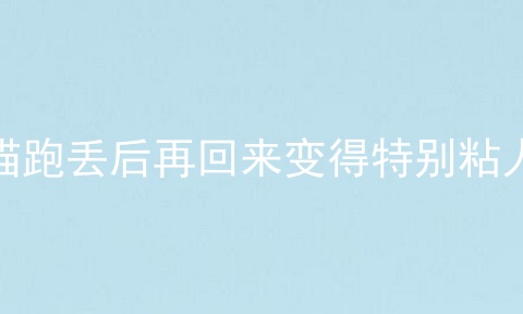 猫跑丢后再回来变得特别粘人