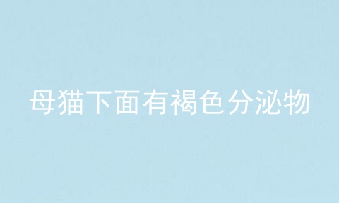 母猫下面有褐色分泌物