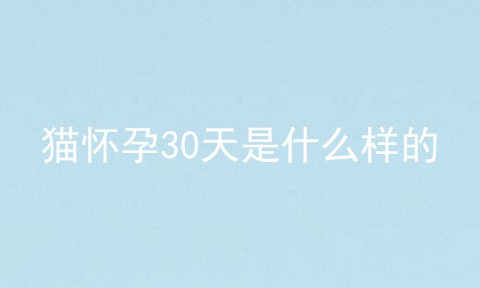 猫怀孕30天是什么样的