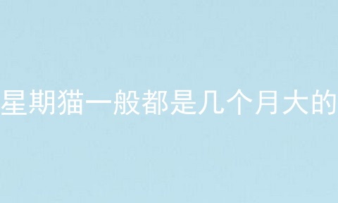 星期猫一般都是几个月大的