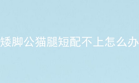 矮脚公猫腿短配不上怎么办