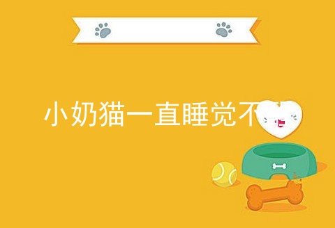 小奶猫一直睡觉不醒