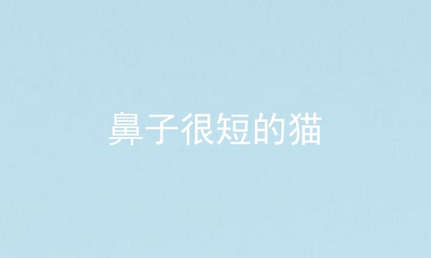 鼻子很短的猫