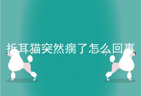 折耳猫突然瘸了怎么回事