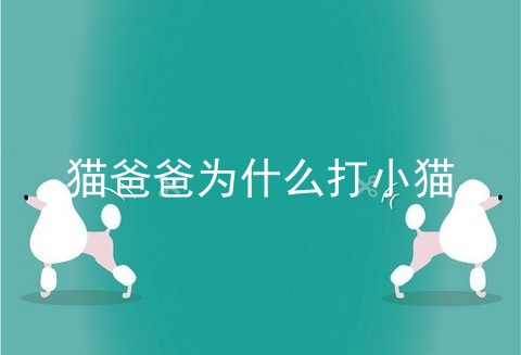 猫爸爸为什么打小猫