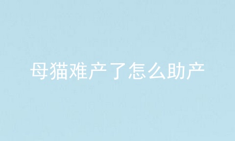 母猫难产了怎么助产