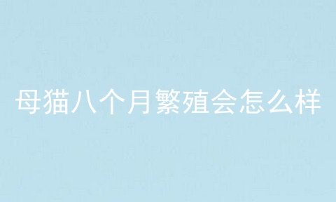 母猫八个月繁殖会怎么样