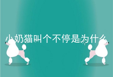 小奶猫叫个不停是为什么