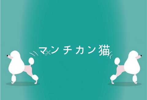 マンチカン猫