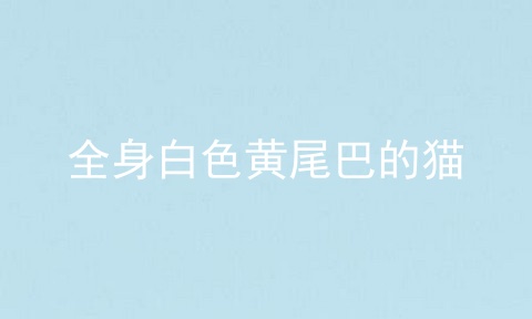 全身白色黄尾巴的猫