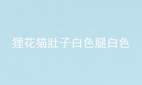 狸花猫肚子白色腿白色