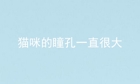 猫咪的瞳孔一直很大