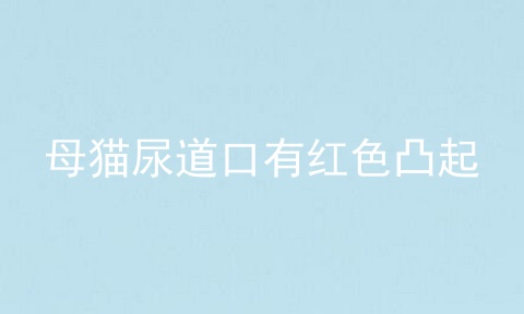 母猫尿道口有红色凸起