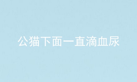 公猫下面一直滴血尿