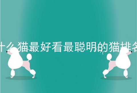 什么猫最好看最聪明的猫排名