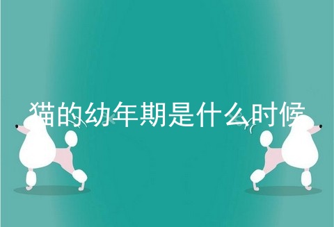 猫的幼年期是什么时候