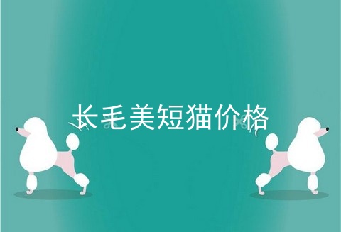 长毛美短猫价格