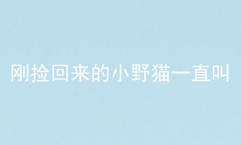 刚捡回来的小野猫一直叫